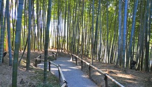Bamboo grove at Kodaiji temple, Buddhist temple in Kyoto, Japan [14]