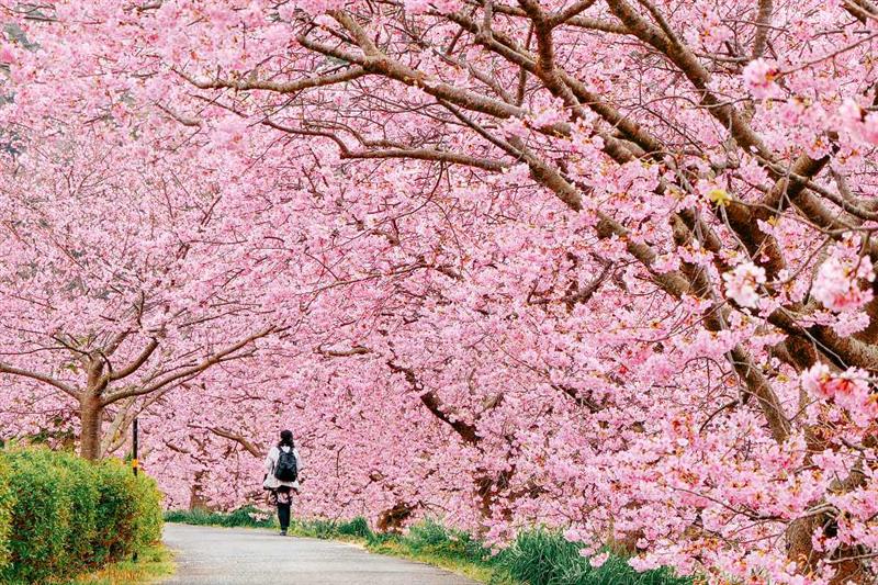 Pine and Cherry trees at Shinjuku Gyoen, popular park in Japan [13]